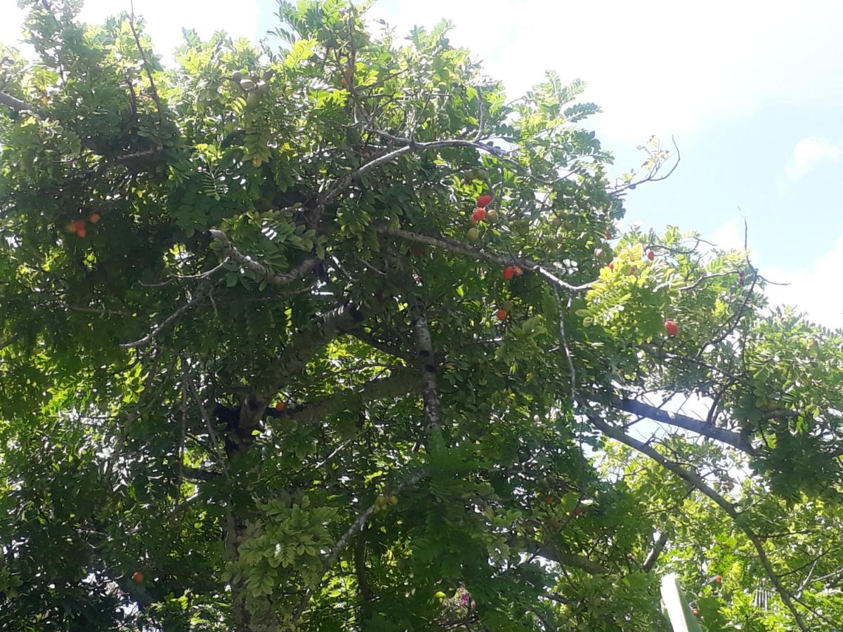 Refugio Das Bouganvillea Igarassu 外观 照片
