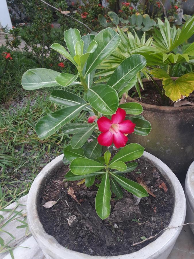 Refugio Das Bouganvillea Igarassu 外观 照片